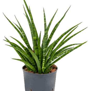 Sansevieria kirkii 'Fernwood' Tuft