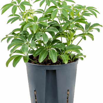 Schefflera arboricola 'Luseana' 2pp