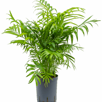 Chamaedorea elegans Tuft (Bims)