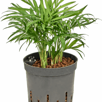 Chamaedorea elegans Tuft