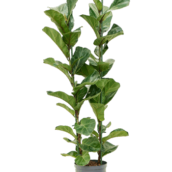 Ficus lyrata 'Bambino' 2pp
