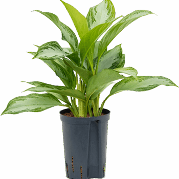 Aglaonema 'Silver Bay' Tuft