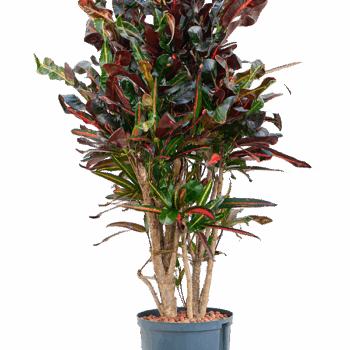 Croton (Codiaeum) variegatum 'Mammi' Branched