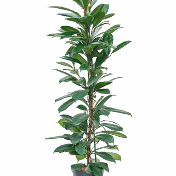 Ficus cyathistipula 2pp