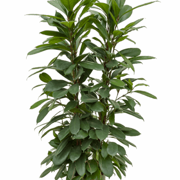 Ficus cyathistipula 4pp