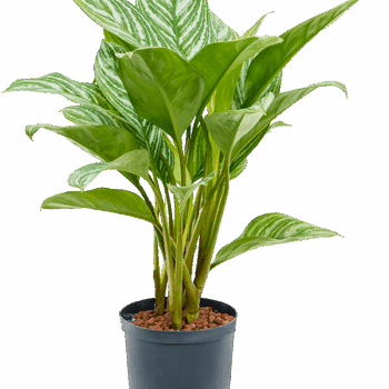 Aglaonema 'Stripes' Tuft