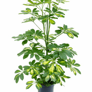 Schefflera arboricola 'Gold Capella' 2pp