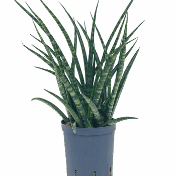 Sansevieria kirkii 'Fernwood' Tuft