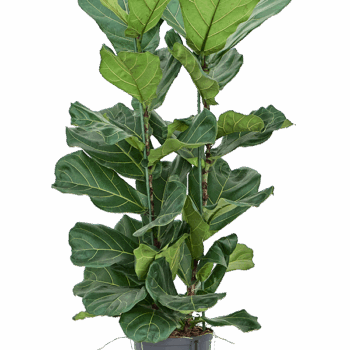 Ficus lyrata 2pp