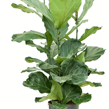 Ficus lyrata 3pp