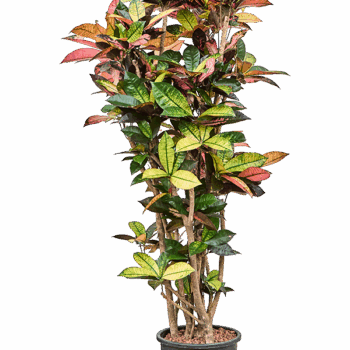 Croton (Codiaeum) variegatum 'Mrs. Iceton' Branched