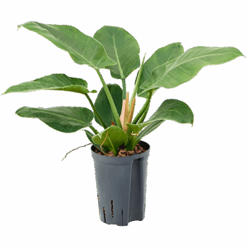Philodendron 'Imperial Green'
