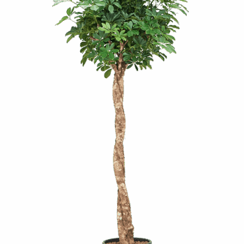 Schefflera arboricola 'Compacta' Stem twist