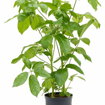 Schefflera actinophylla 'Amate' 2pp (80-100)