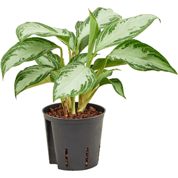 Aglaonema 'Silver Bay' Tuft