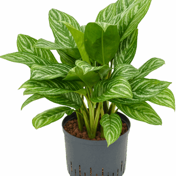 Aglaonema 'Stripes' Tuft