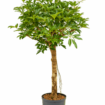 Schefflera arboricola 'Compacta' Stem extra