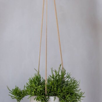Eileen S (hanging)