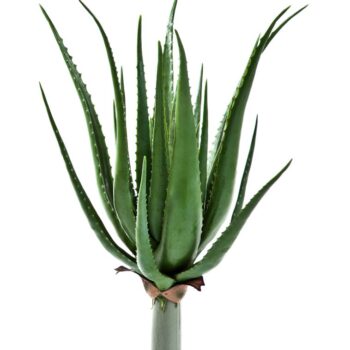 Aloe plant x 17 lvs