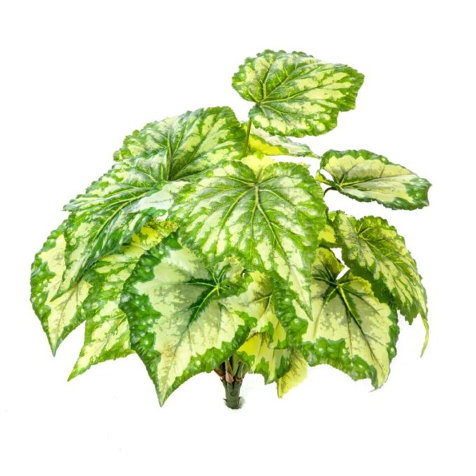 Wax begonia bush x 7