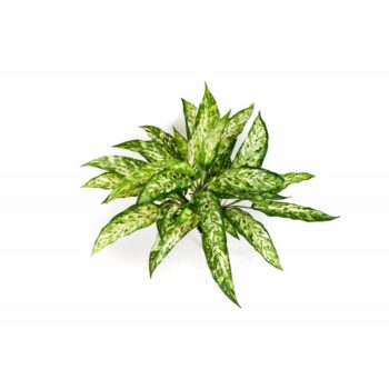 Aglaonema Bush