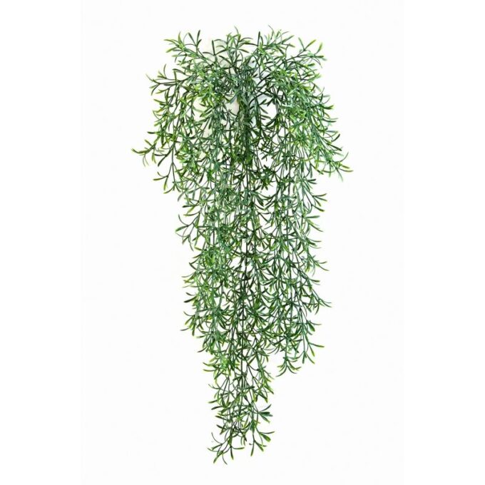 Wild springeri hanging bush