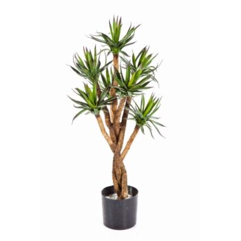 Agave tree
