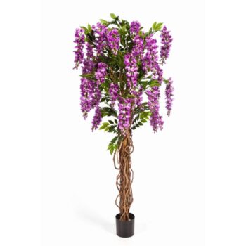 Wisteria liana