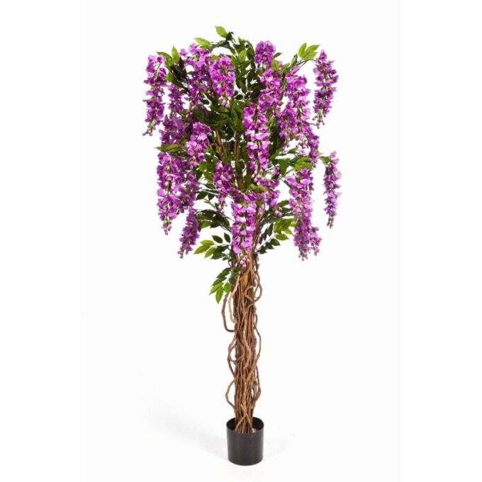 Wisteria liana