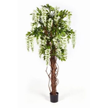 Wisteria liana