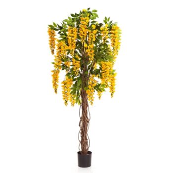 Wisteria liana