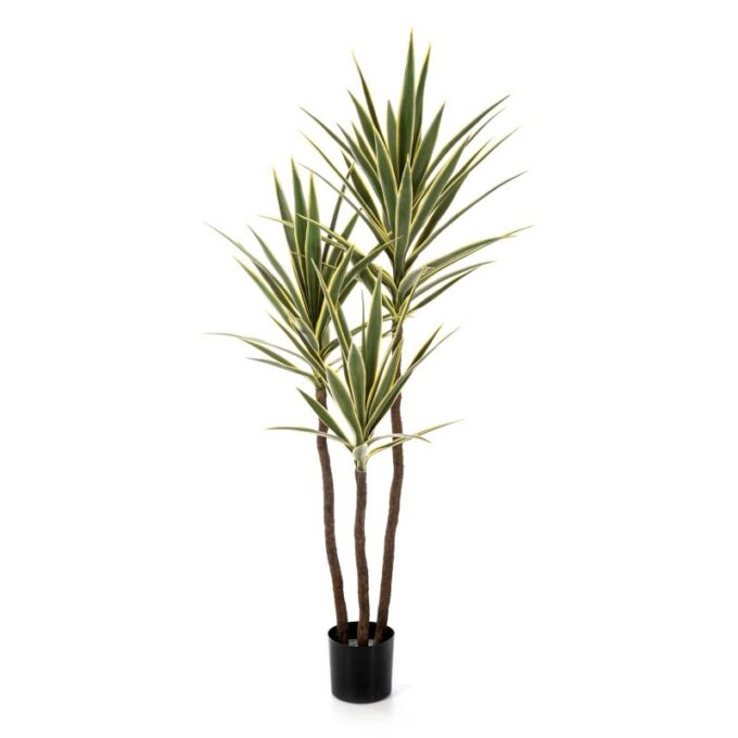 Variegated yucca tree de luxe x 3