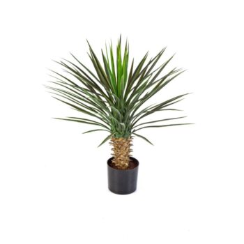 Yucca rostrata head