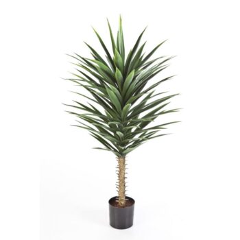 Yucca bush