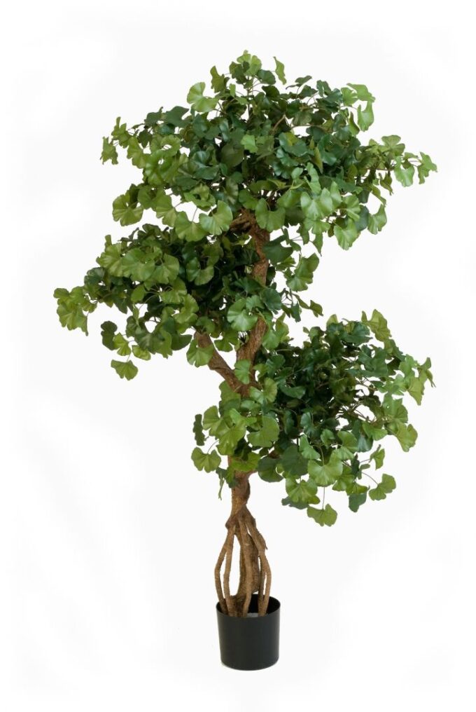 Flame retardant sweet gingko on crazy trunk