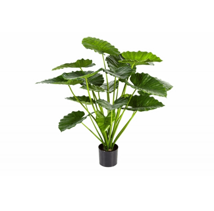 75 cm alocasia calidora bush