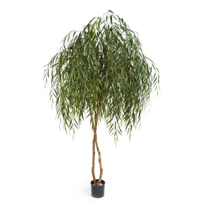 Willow tree