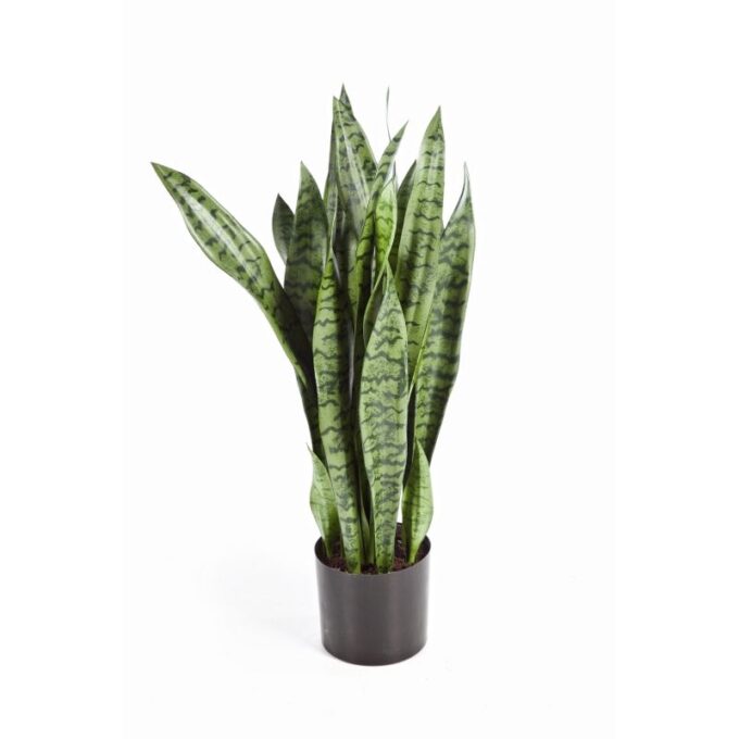 80 cm sanseveria w/pot