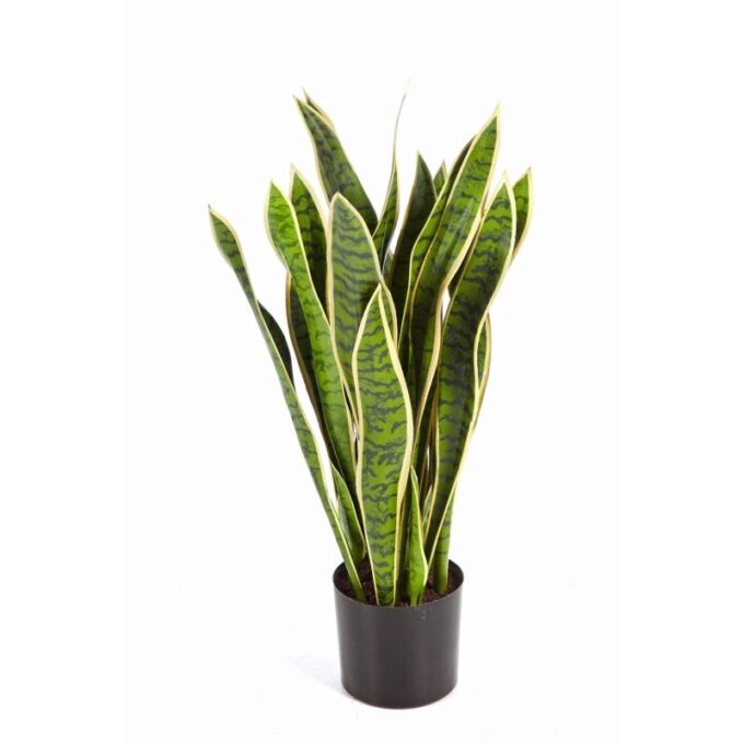 80 cm variegated sanseveria w/pot