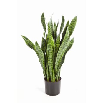 93 cm sanseveria w/pot