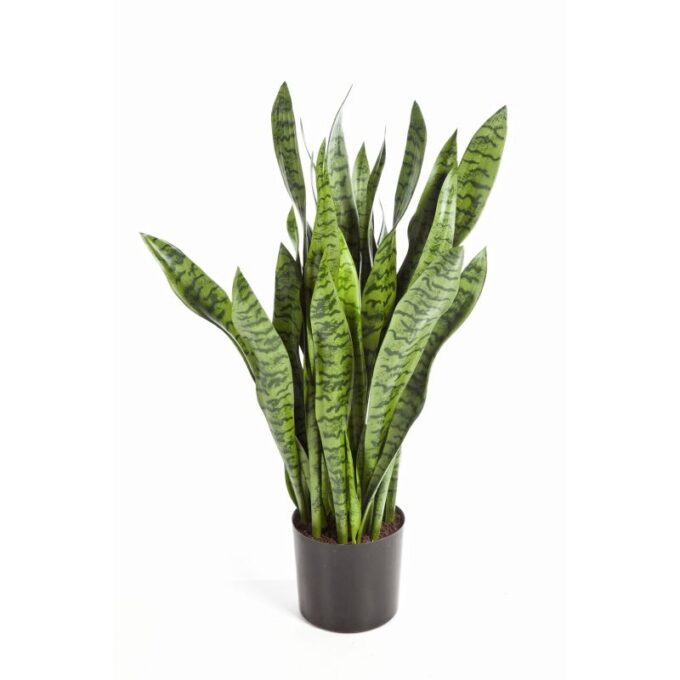 93 cm sanseveria w/pot