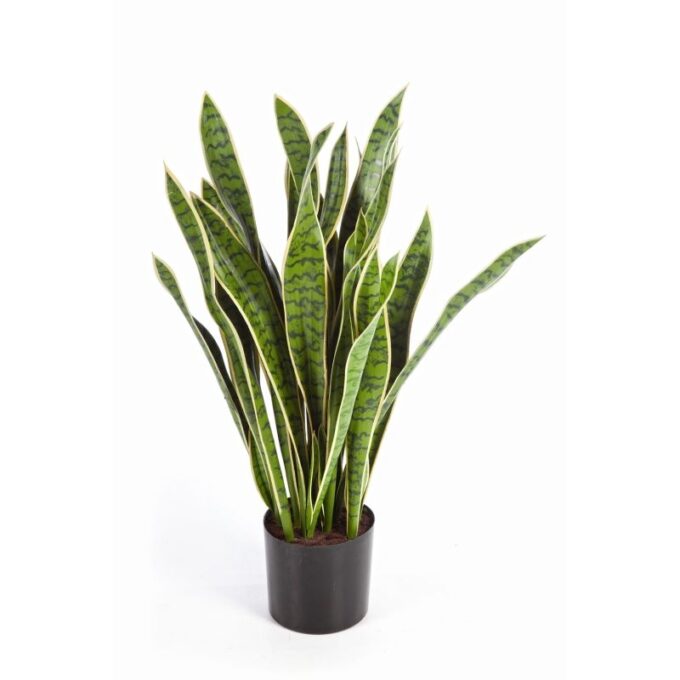 93 cm variegated sanseveria w/pot