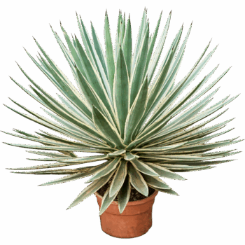 Agave angustifolia Green/gray