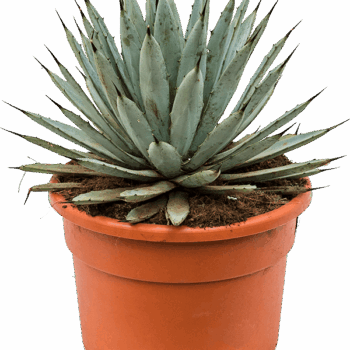 Agave macroacantha Grey