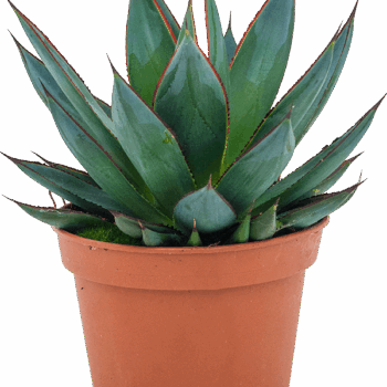 Agave 'Shaka Zulu' Green