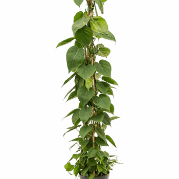 Philodendron scandens Pyramid 120