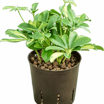 Schefflera arboricola 'Gold Capella' 2pp