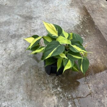 Philodendron Brasil