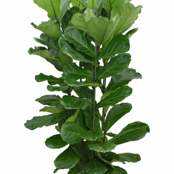 Ficus lyrata 4pp