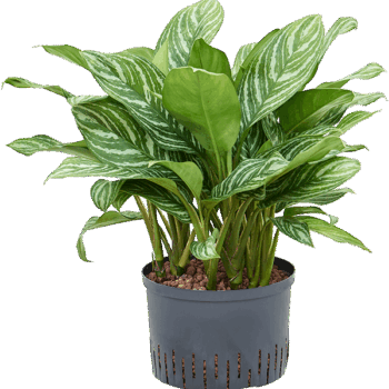 Aglaonema 'Stripes' Tuft
